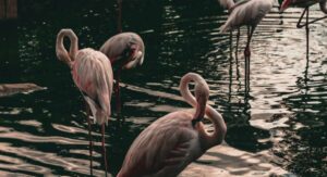 Read more about the article Art of Zoo: Understanding a Harmful and Unethical Online Phenomenon 