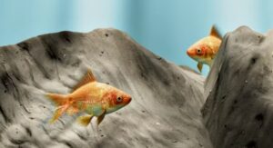 Read more about the article Why Is My Goldfish Turning Black? 7 Reasons & Easy Fixes Every Owner Should Know