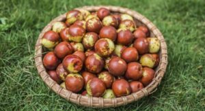 Read more about the article Žižole (Jujube Fruit): Nutrition, Health Benefits, Uses & Growing Guide